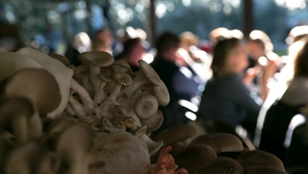 Photograph of exotic mushrooms